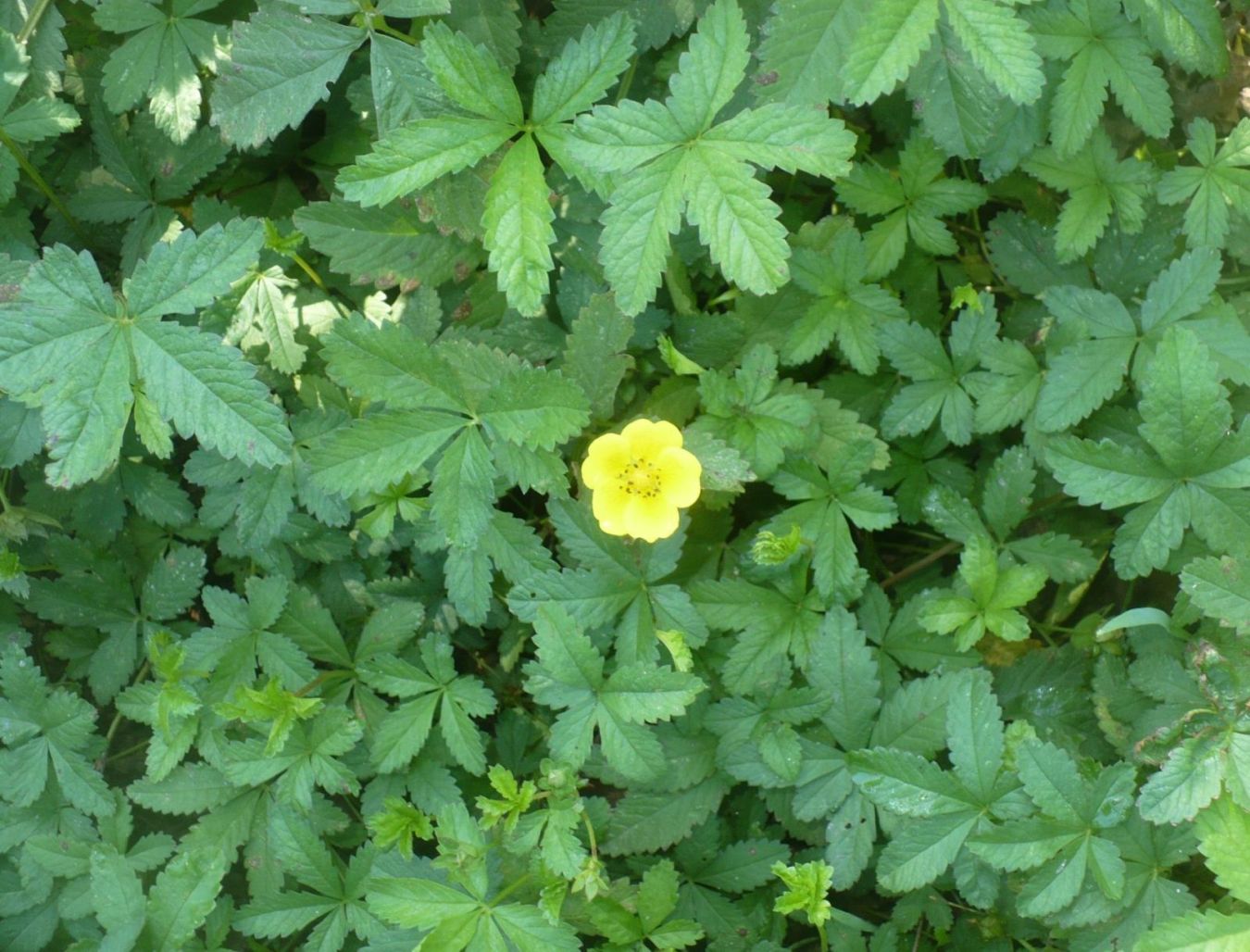 Potentilla reptans   (Rosaceae)